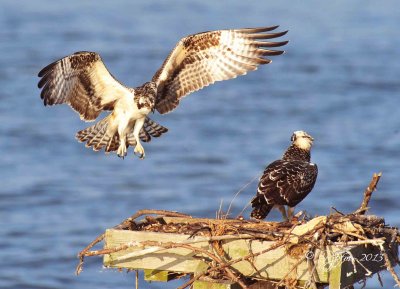 593 Osprey 07-29-2013.jpg