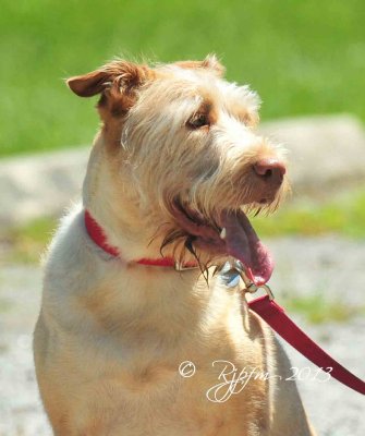 1001  Friendly  Dog RED Mason neck 2013.jpg