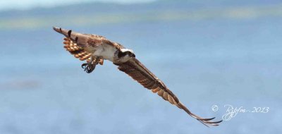 16  Osprey Blackwater NWR 08-04-13.jpg