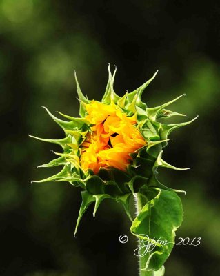 29  Sunflower Meadowlark 08-03-13.jpg