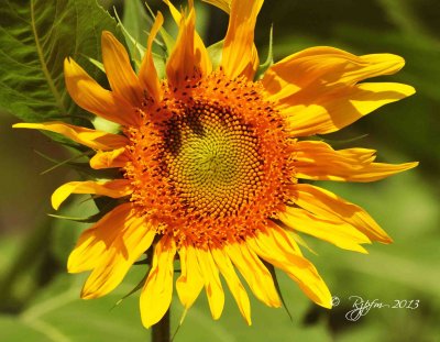 30  Sunflower Meadowlark 08-03-13.jpg