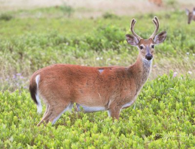 50  White-tailed deer Buck Big Meadows 08-03-13.jpg