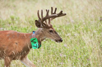 52  White-tailed deer Buck Big Meadows 08-03-13.jpg