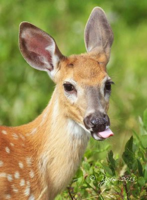 1352 White-tailed Deer Big Meadows 08-09-13.jpg