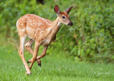 1438    White-tailed Deer Big Meadows  Va 08-16-13.jpg