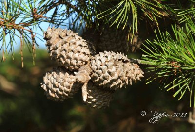 13  Pine Comb Big Meadows  08-24-2013.jpg