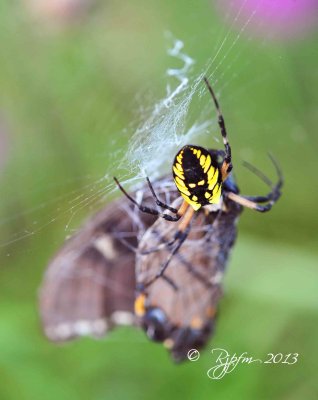 16  Spider  Butterfly  Big Meadows  08-24-2013.jpg