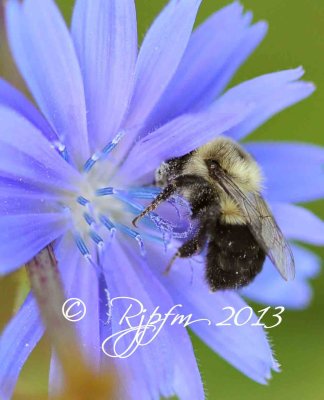 17  Chicory   Bumble Bee Big Meadows  08-24-2013.jpg