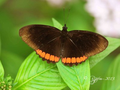 1633  Butterfly   Brookside G  08-26-13 2.jpg