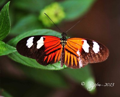 1638  Butterfly Brookside G  08-26-13.jpg
