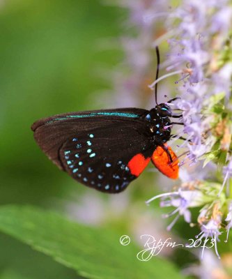 1643  Butterfly   Brookside G  08-26-13 2.jpg