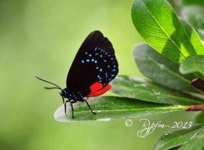 1645  Butterfly Brookside G  08-26-13.jpg