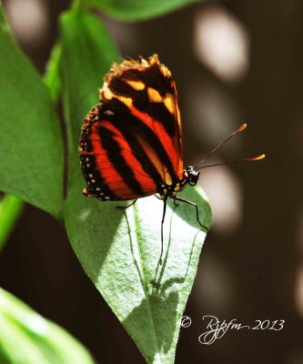 1647  Butterfly   Brookside G  08-26-13 2.jpg