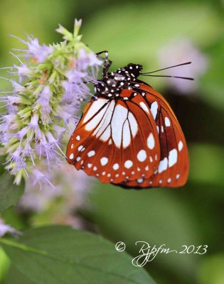 1750  Butterfly   Brookside G  08-26-13 2.jpg