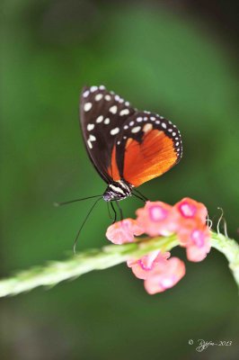 42  Sptted Tiger Glassywing  Brookside Gardens 08-30-13.jpg