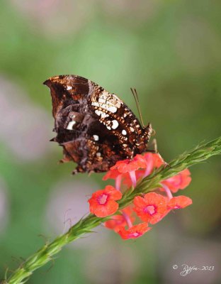 43 Butterfly  Brookside Gardens 08-30-13.jpg