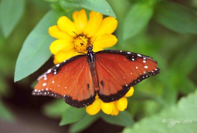 53  Queen  Brookside Gardens 08-30-13.jpg