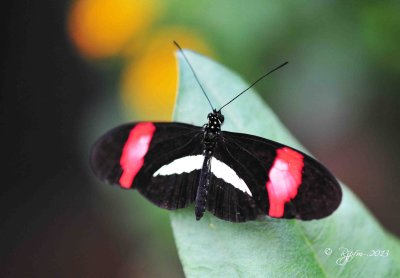 55  Small Postman  Brookside Gardens 08-30-13.jpg