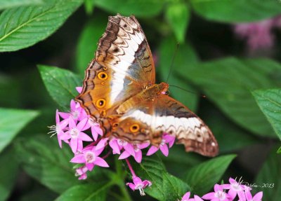 60  Butterfly  Brookside Gardens 08-30-13.jpg