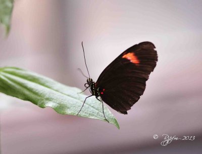 64  Butterfly Brookside Gardens 08-30-13.jpg