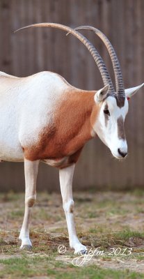 562 Scimitar-Horned Oryx 09-20-13.jpg