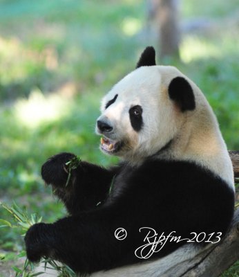 585  Panda Bear  09-20-13.jpg