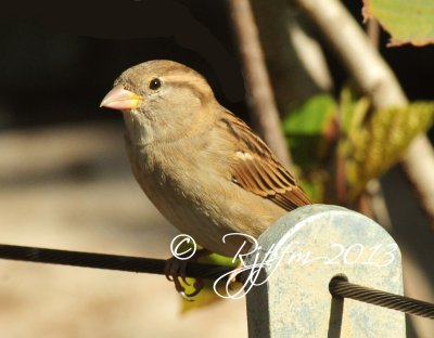 668  Sparrow  09-20-13.jpg