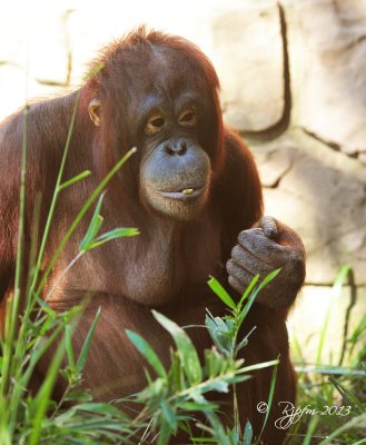679  Orangutan  09-20-13.jpg