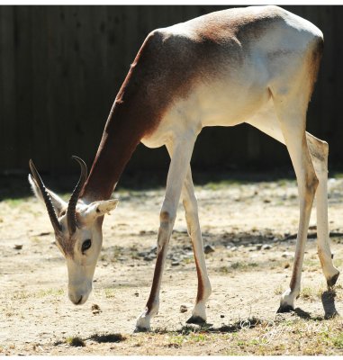 683  Dama Gazelle  09-20-13.jpg