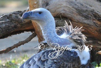 689  Ruppells Griffon Vulture  09-20-13.jpg