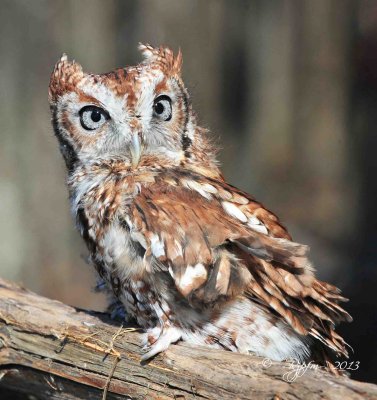 63  Screech Owl 11-10-13.jpg