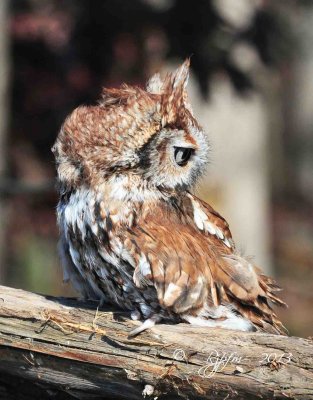 64  Screech Owl 11-10-13.jpg