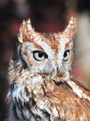 69  Screech Owl 11-10-13.jpg