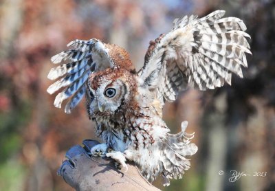 75  Screech Owl 11-10-13.jpg