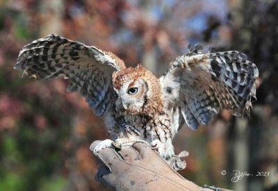 78  Screech Owl 11-10-13.jpg