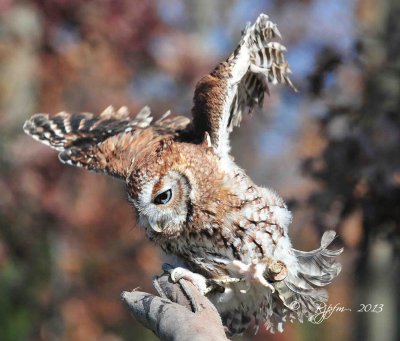 79  Screech Owl 11-10-13.jpg
