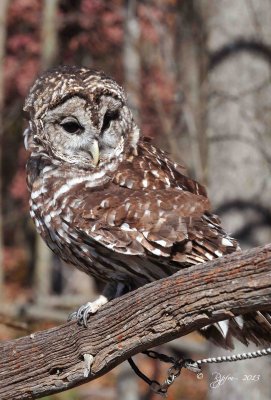 81  Barred Owl 11-10-13.jpg