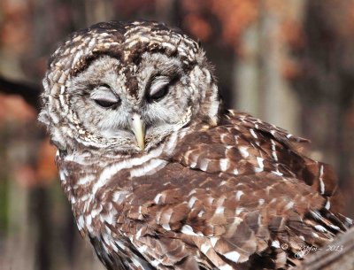 86 Barred Owl 11-10-13.jpg