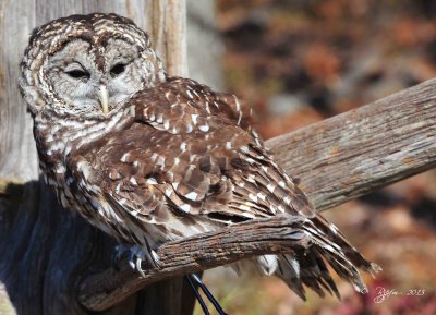 89  Barred Owl 11-10-13.jpg