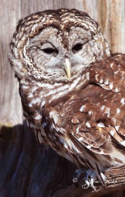 90  Barred Owl 11-10-13.jpg