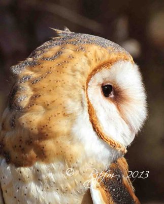 100  Barn Owl 11-10-13.jpg
