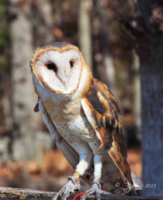 103 Barn Owl 11-10-13.jpg