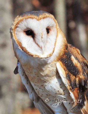 104 Barn Owl 11-10-13.jpg