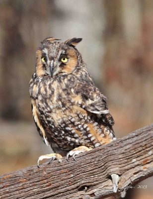 108 Long-eared  Owl 11-10-13.jpg