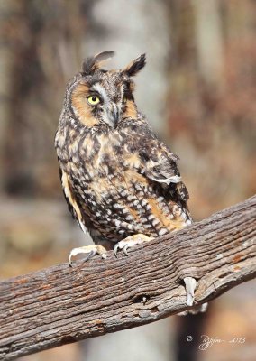 109 Long-eared  Owl 11-10-13.jpg