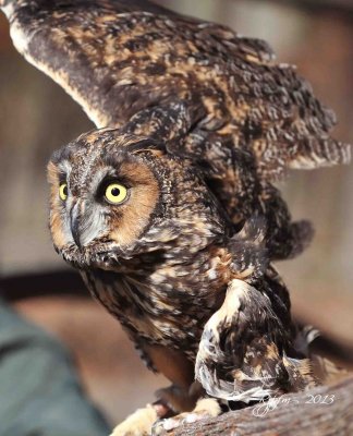 110  Long-eared  Owl 11-10-13.jpg