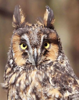 111  Long-eared  Owl 11-10-13.jpg