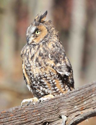 112 Long-eared  Owl 11-10-13.jpg