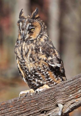 113  Long-eared  Owl 11-10-13.jpg