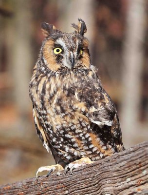 114 Long-eared  Owl 11-10-13.jpg